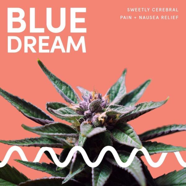 Blue Dream