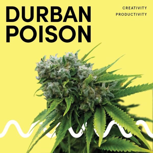Durban Poison
