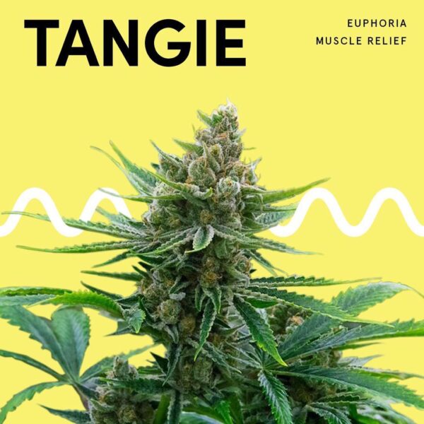 Tangie